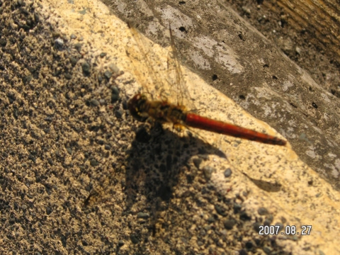 s_PICT0271.jpg